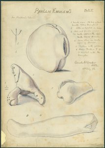 Phallic Emblems, Mr Shapira